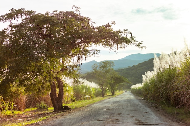 Wiejska droga wzdłuż pól trzciny cukrowej w górach, Meksyk
