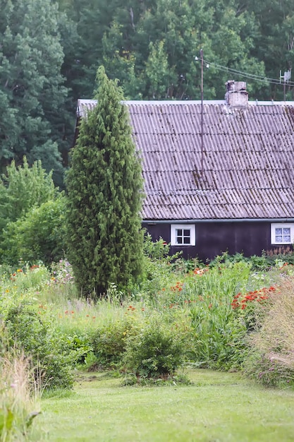 Wiejski dom i kwitnące letnie kwiaty.