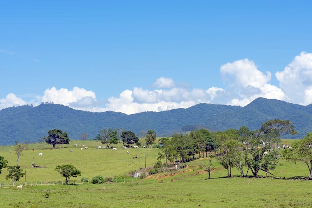 Zdjęcie wiejski krajobraz z bydłem na pastwisku, drzewach, wzgórzach i błękitne niebo. stan sao paulo, brazylia.