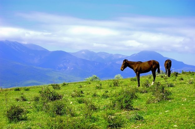 Wiejski krajobraz z końmi pasącymi się na pastwisku w krymskim paśmie górskim Ukraina
