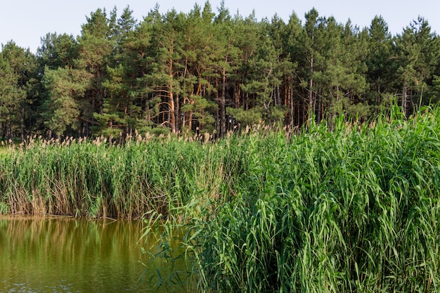 Wiejski krajobraz z małym jeziorem i starą ukraińską wioską leśną