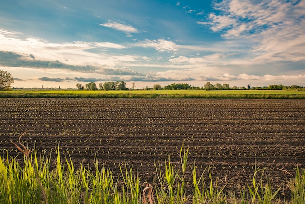 Wiejski krajobraz z uprawami świeżo zasianej kukurydzy z północnych Włoch, oświetlony pięknym zachodem słońca