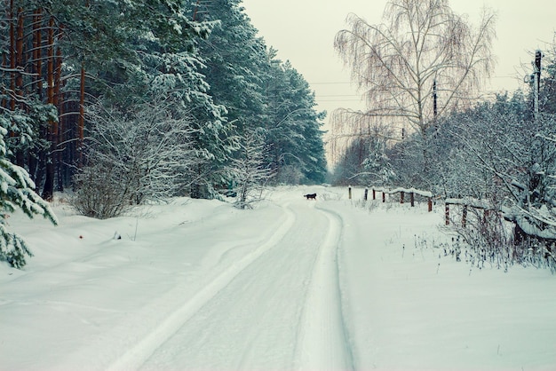 Wiejski zimowy śnieżny krajobraz