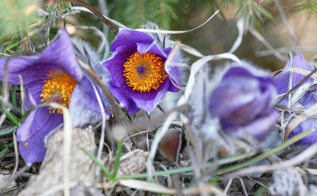 Większy kwiat sasanki - Pulsatilla grandis - żywa purpurowa i żółta głowa kwitnąca rosnąca w suchej trawie, szczegół makro zbliżenie.