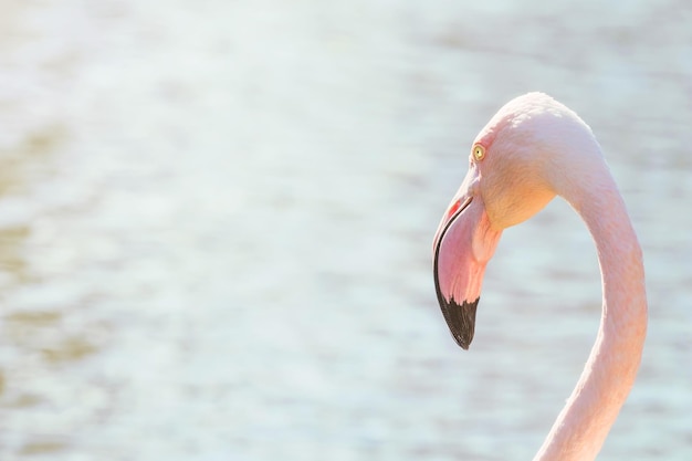 Większy portret flaminga Różowy portret flaminga Phoenicopterus roseus