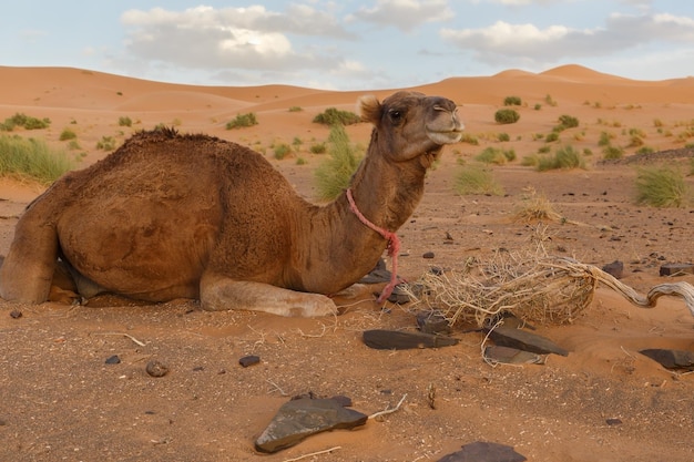 wielbłąd dromader na Saharze. Wielbłąd leżący na piasku. Wydmy w tle