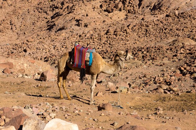 Wielbłąd dromedar na tle piasków gorącej pustyni Egiptu Synaj