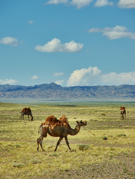 Wielbłąd dwugarbny lub dwugarbny pustynia Gobi, Mongolia