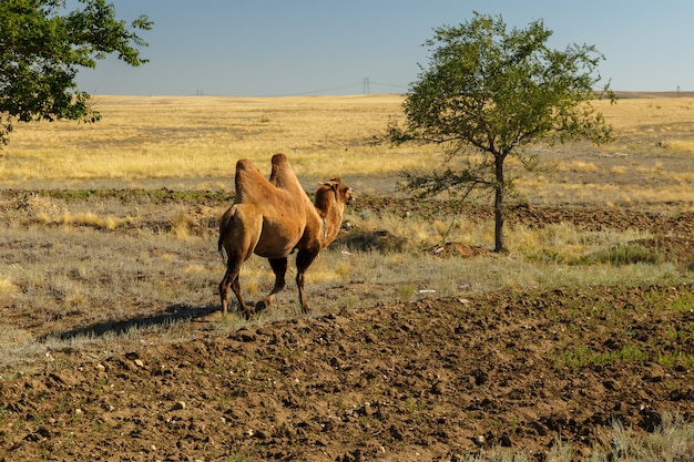 Wielbłąd Dwugarbny, Wielbłąd Jedzie Na Zielone Drzewo, Kazachstan, Prowincja Aktobe