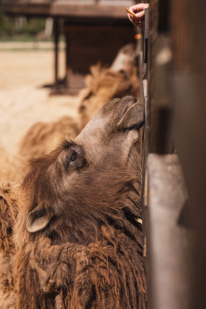 wielbłąd jest karmiony w mini zoo