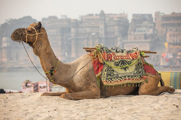 Zdjęcie wielbłąd na piasku, varanasi w indiach