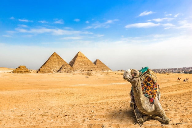 Wielbłąd odpoczywa w pobliżu wielkich piramid na pustyni w Gizie w Egipcie