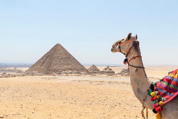 Wielbłąd patrzący na piramidę wielkich historycznych piramid w Gizie, jeden z Siedmiu Cudów Świata Giza Egipt