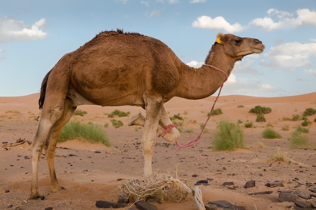 wielbłąd stoi na trzech nogach, na pustyni Sahara