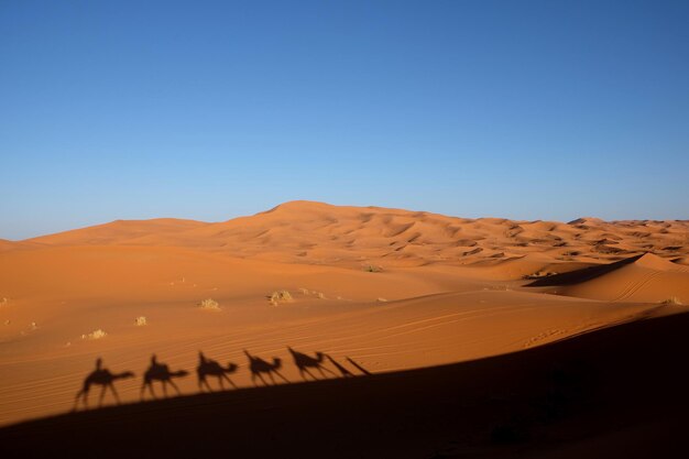 Zdjęcie wielbłądy i wielbłądy są sylwetki na pustyni.