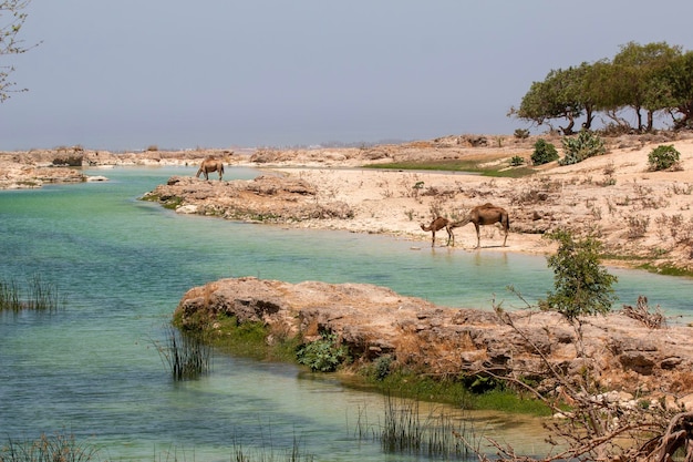 Wielbłądy na plaży w Salalah Oman