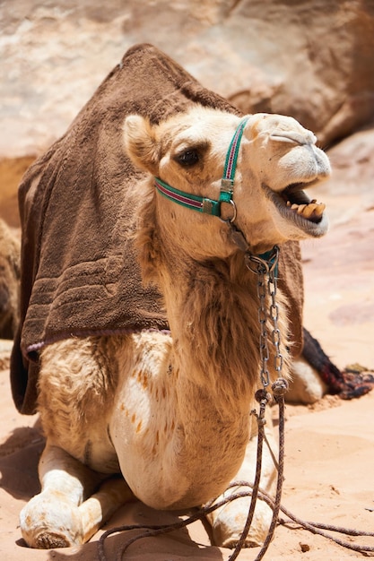Wielbłądy ozdobione brązowymi siodłami odpoczywającymi na pustyni Wadi Rum Koncepcja podróży Jordan Outdoors Adventure