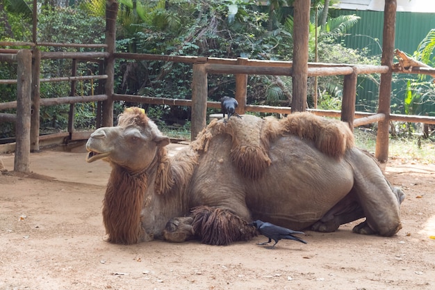 Wielbłądzi siedzący puszek i śpi w zoo Thailand