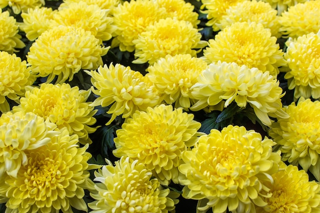 Wiele bukietów kwiatów dalii w kolorze żółtym