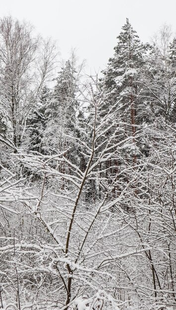Wiele cienkich gałązek pokrytych białym śniegiem. Piękny zimowy śnieżny las