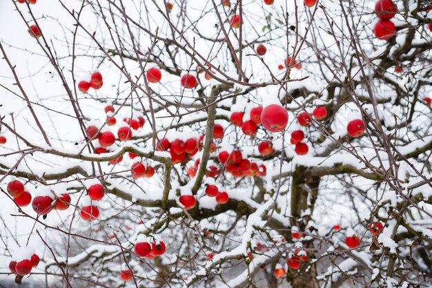 Wiele czerwonych jabłek na drzewie ze śniegiem w zimie W zimnych porach roku należy jeść dużo warzyw i owoców