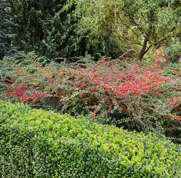 Wiele czerwonych owoców na gałęziach krzewu irgi poziomej w ogrodzie jesienią