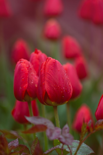 Wiele Czerwonych Tulipanów W Polu. Piękny Czerwony Tulipan W Polu Na Farmie Tulipanów. Czerwone Tulipany Rosnące Na Polu