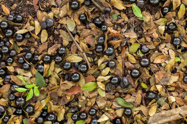 Wiele dojrzałych Jaboticaba spadło na ziemię - na płasko leżały pełnowymiarowe owoce
