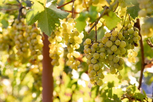 Wiele dużych pięknych kiści zielonych winogron na gałęzi w ogrodzie w promieniach letniego słońca jesienne zbiory surowca do produkcji soków owocowych i wina Naturalne, zdrowe, organiczne produkty koncepcyjne