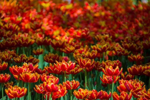 Wiele jasnych wielokolorowych tulipanów