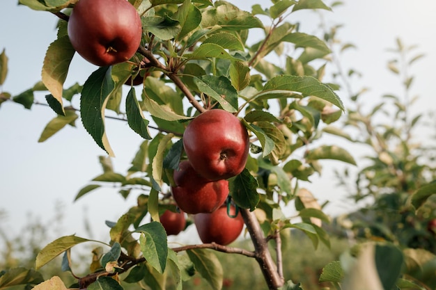 Wiele kolorowych czerwonych dojrzałych soczystych jabłek na gałęzi w ogrodzie gotowych do zbioru jesienią Sad jabłkowy BeH3althy