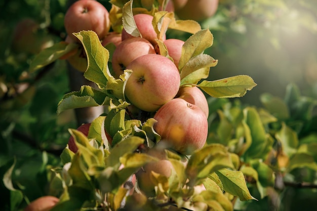Wiele kolorowych dojrzałych soczystych jabłek na gałęzi w ogrodzie, gotowe do zbioru jesienią Sad jabłkowy