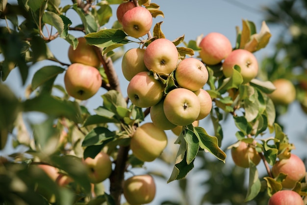 Wiele kolorowych dojrzałych soczystych jabłek na gałęzi w ogrodzie, gotowe do zbioru jesienią Sad jabłkowy