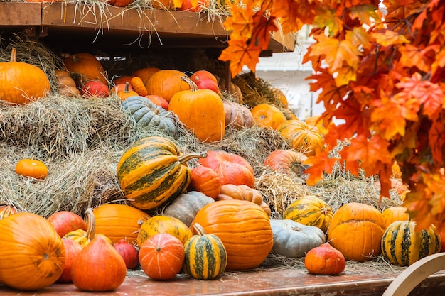 Wiele kolorowych pomarańczowych dyń halloweenowych na stosie siana lub słomy w słoneczny dzień