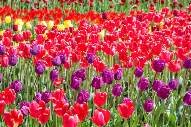 Wiele kolorowych tulipanów na polu w parku