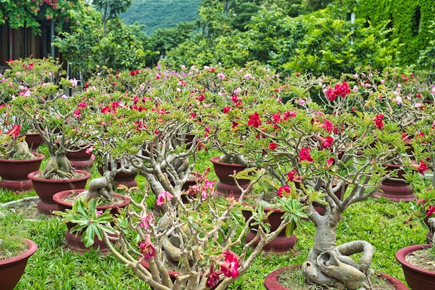 Wiele kwiatów Adenium obesum z bliska