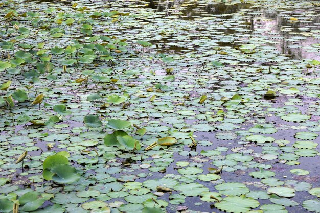 Wiele liści wody lilly na stawie