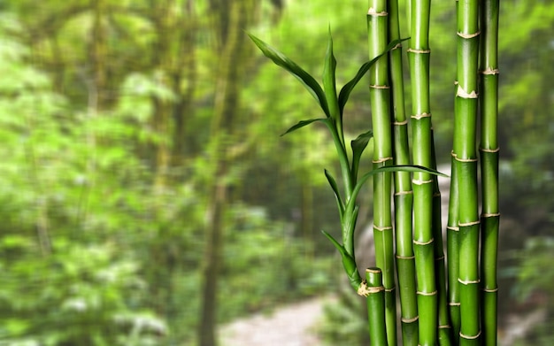Wiele łodyg bambusa na rozmytym tle
