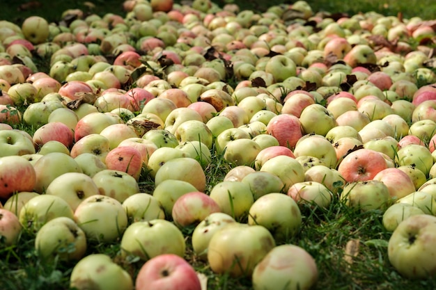 Wiele małych dojrzałych jabłek, które spadły z drzewa, jest rozrzuconych na trawie z widokiem z boku, uszkodzonych i wgniecionych.