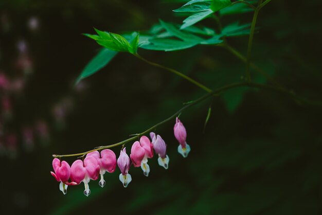 Wiele małych kwiatów dicentra spectabilis rośnie na jednej gałęzi przeciwko cienia bokeh z bliska.