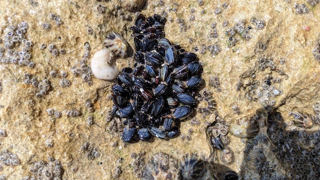 Zdjęcie wiele małych młodych małże przymocowanych do skały widoczne po przypływie oceanu