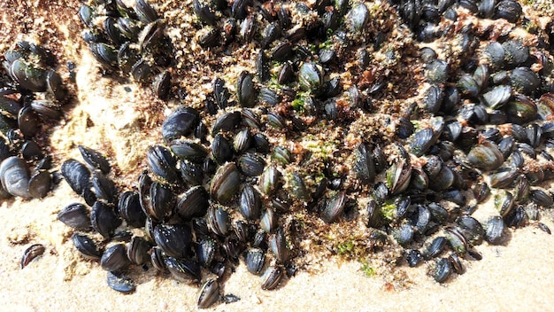 Zdjęcie wiele małych młodych małże przymocowanych do skały widoczne po przypływie oceanu