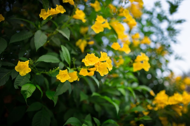 Wiele małych żółtych kwiatów w zielonym ogrodzie po południu