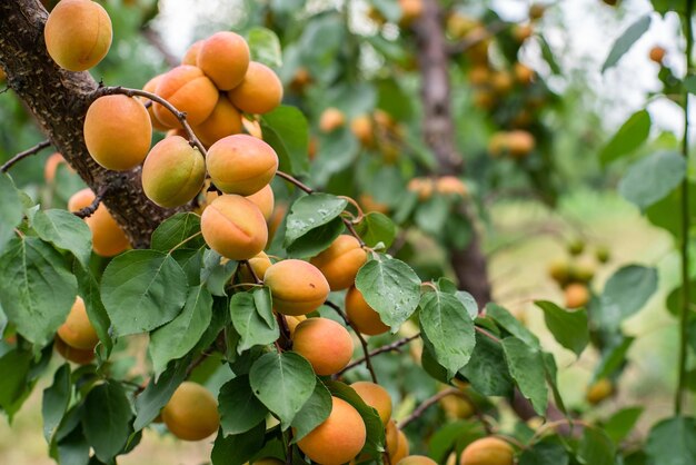 Wiele owoców moreli na drzewie w ogrodzie w jasny letni dzień Owoce ekologiczne Zdrowa żywność Dojrzałe morele