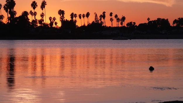 Wiele palm sylwetki drzew odbicie zachód słońca ocean plaża california wybrzeże usa
