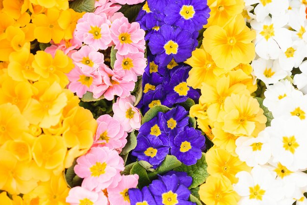 Wiele Pięknych Kolorowych Kwiatów W Szklarni