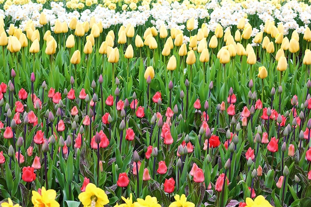 Wiele Pięknych Tulipanów W Ogrodzie.