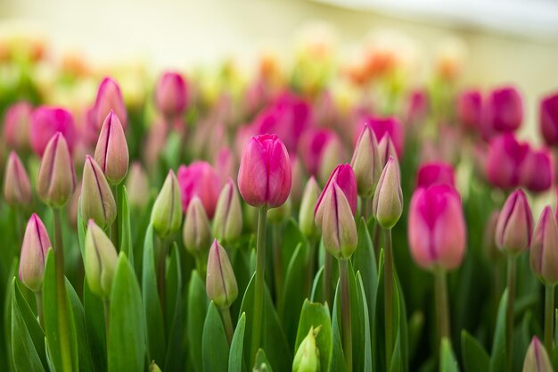 Wiele pięknych wielokolorowych tulipanów rosnących w szklarni na wiosnę jako koncepcja kwiatów