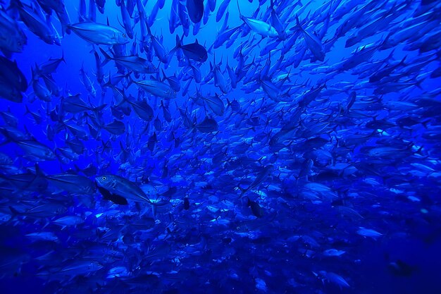 wiele podwodnych Caranx / duże stado ryb, podwodny świat, oceaniczny system ekologiczny