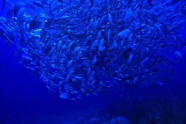 wiele podwodnych Caranx / duże stado ryb, podwodny świat, oceaniczny system ekologiczny